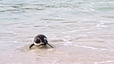 Pinguin-Fängt-Seine-Nahrung-Im-Meer
