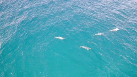 Aerial-View-Of-Swimming-Dolphins-In-Noosa-National-Park,-Noosa-Sunshine-Coast,-QLD-Australia