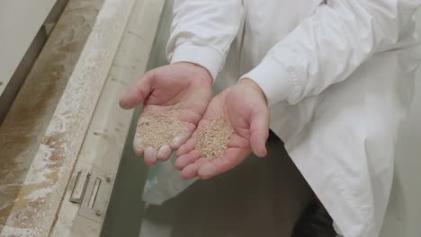Erwachsener-Laborarbeiter,-Der-Beide-Hände-Verwendet,-Um-Die-Qualität-Von-Weizenkörnern-Zu-überprüfen