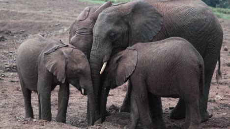 Elephant-Family-With-Their-Young-Calf-In-Aberdare-National-Park,-Kenya,-East-Africa