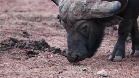 Nahaufnahme-Eines-Kapbüffelbosses-Im-Safaripark-In-Kenia,-Ostafrika