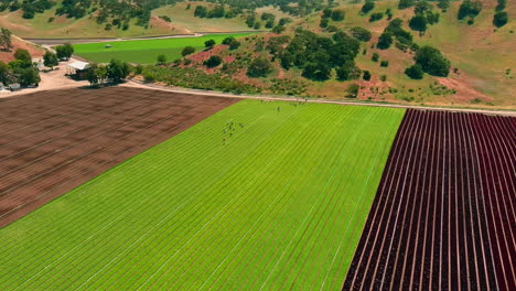 Aerial-View-Of-Migrant-Workers-Harvesting-Lettuce-In-The-Countryside-Fields-In-Salinas,-California,-USA