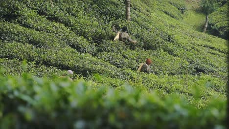 Eine-Gruppe-Von-Pflückerinnen-Pflückt-Teeblätter-Auf-Einer-Teeplantage-In-Munnar,-Kerala,-Indien