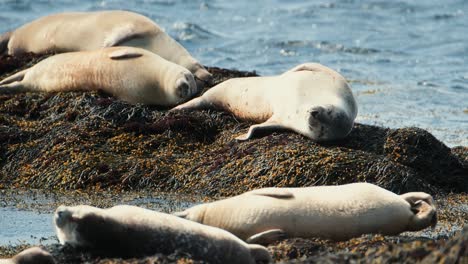 Seals-basking-in-the-sun-on-the-rocky-Ytri-Tunga-Beach-in-Iceland