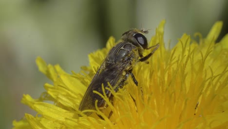 Witness-the-elegance-in-grooming-as-a-fruit-fly-delicately-cleans-itself-in-this-lateral-macro-video-on-a-yellow-dandelion-flower