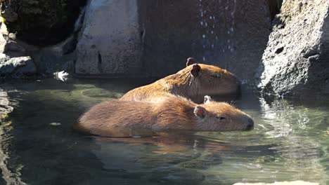 Niedliche-Und-Lustige-Capybara-Nagetiere,-Die-Ein-Thermalbad-Nehmen