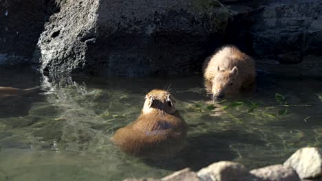 Famosos-Roedores-Capibara-Tomando-Un-Baño-Termal-En-Japón