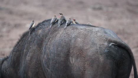 Bandada-De-Pájaros-Picabueyes-Sentados-En-El-Lomo-De-Un-Búfalo-Africano-En-Aberdare,-Kenia
