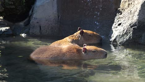 Niedliche-Capybara-Badet-In-Zeitlupe-Im-Heißen-Quellwasser