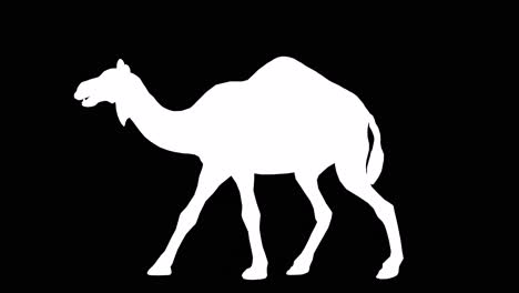A-camel-walking-on-black-background-with-alpha-channel-included-at-the-end-of-the-video,-3D-animation,-side-view,-animated-animals,-seamless-loop-animation