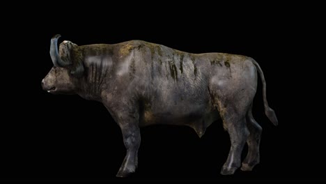 A-buffalo-standing-idle-on-black-background-with-alpha-channel-included-at-the-end-of-the-video,-3D-animation,-side-view,-animated-animals,-seamless-loop-animation