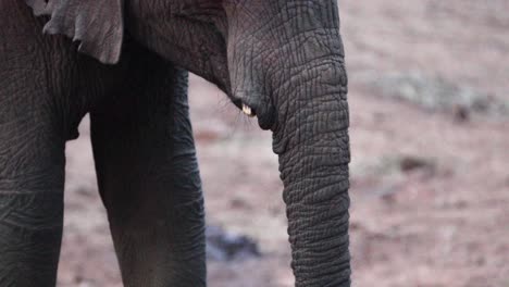 Closeup-Of-Elephant-Calf's-Trunk-While-Feeding