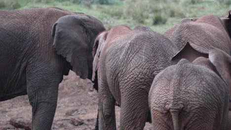Manada-De-Elefantes-Africanos-De-Monte-En-El-Parque-Nacional-De-Aberdare,-Kenia
