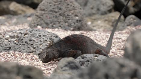 A-marine-iguana-eats-algae-on-a-sandy-beach-on-Santa-Cruz-Islands-in-the-Galápagos-Islands