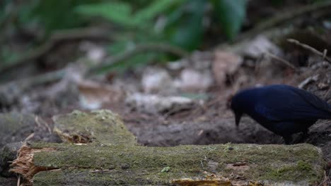 Ein-Javanischer-Pfeifdrosselvogel-Pickt-In-Einem-Loch-Im-Boden-Hinter-Trockenem-Holz-Nach-Würmern
