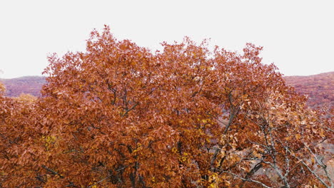 Colores-De-Otoño:-árboles-Con-Hojas-De-Color-Marrón-Anaranjado-Durante-La-Temporada-De-Otoño-En-Arkansas,-EE.UU.
