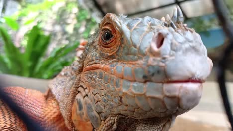 Red-iguana-in-a-wire-cage-in-a-reptile-sanctuary_close-up-shot