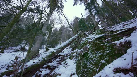 Fallen-tree-on-rocky-mountainside-in-snowy-pine-forest,-winter-landscape