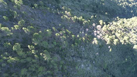 Drone-top-view-in-Guatemala-flying-over-a-mountain-covered-by-green-trees-forest-at-sunrise