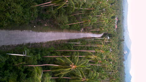 Scenic-rural-road-between-palm-trees-in-Koh-samui,-aerial-view,-vertical