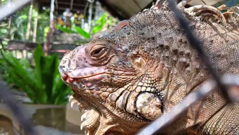 Red-iguana-in-a-wire-cage-in-a-reptile-sanctuary_close-up