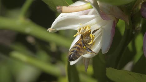 Angehaltener-Flug:-Biene-Sammelt-Pollen-In-Zeitlupe-In-4K-Mit-60-Fps