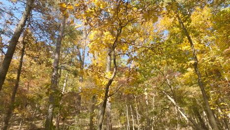Blick-Auf-Bäume-Mit-Herbstlaub-Im-Wald-Aus-Einem-Fahrenden-Auto