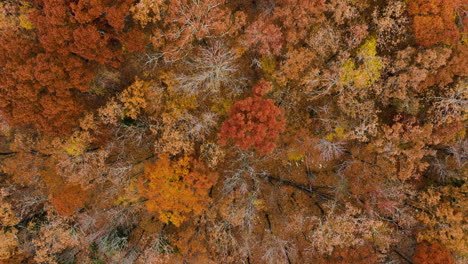 Top-Down-View-Of-Lush-Autumn-Forest-In-Devil's-Den-State-Park,-Arkansas,-USA---Drone-Shot