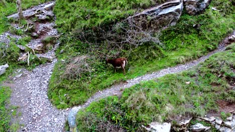 Cabra-Pastando-En-Las-Laderas-Del-Desfiladero-De-Cheddar