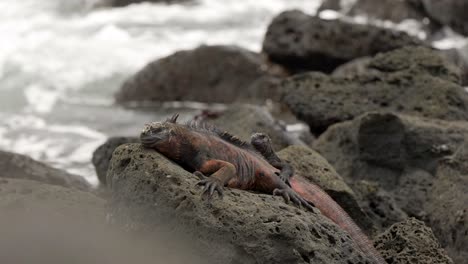 Two-marine-iguanas-sit-on-a-rock-as-waves-crash-in-the-background-on-Santa-Cruz-Islands-in-the-Galápagos-Islands