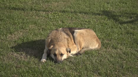 Lazy-dog-sleeping-on-the-grass