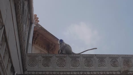 On-the-edge-of-a-building-rooftop,-langur-monkey-surveys-the-urban-scenery