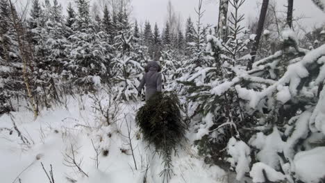 Woman-in-the-outdoors-dragging-a-Christmas-tree-through-a-snowy-forest