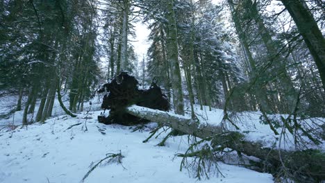 Fallen-pine-tree-in-snowy-french-mountain-forest,-winter-landscape