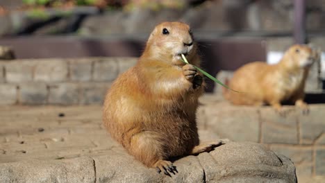 Close-up-of-cute-Prairie-dog-eating-in-slow-motion