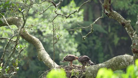 Una-Madre-águila-halcón-De-Java-Alimenta-Y-Enseña-A-Sus-Crías-A-Triturar-Carne-Fresca-Con-El-Pico