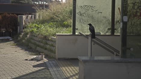 crow-playing-with-stray-cat