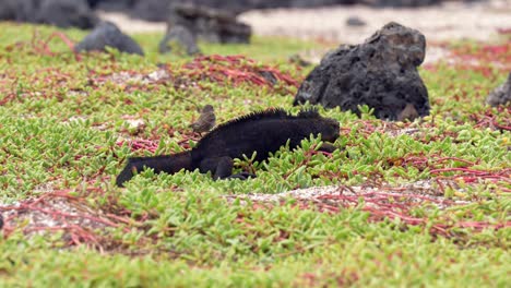 A-finch-grooms-a-black-marine-iguana-sitting-amongst-vegetation-on-a-beach-on-Santa-Cruz-Island-in-the-Galápagos-Islands
