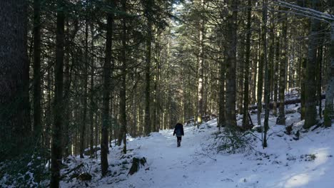 Young-female-hiker,-hiking-in-winter-pine-forest-covered-in-snow-on-a-sunny-day