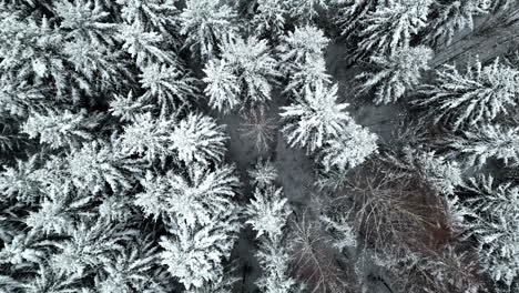 Straight-down-aerial-view-of-an-evergreen-forest-in-frost-and-snow