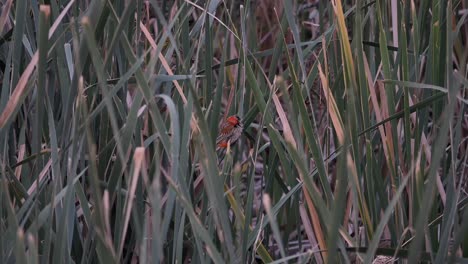 Kleiner-Rot-orangefarbener-Vogel,-Der-Sich-Im-Schilf-Versteckt