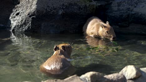 Capybara-Nagetiere-Nehmen-Ein-Thermalbad-Im-Onsen-In-Japan