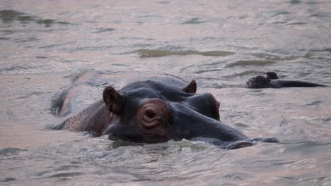 Cerca-De-Un-Hipopótamo-Girando-A-La-Izquierda-En-Un-Río.