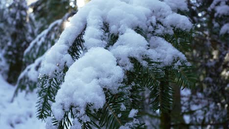 Close-up-view-of-snow-covered-alpine-tree-branch-in-winter-landscape-forest-France