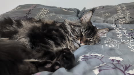 Static-shot-of-a-gray-maine-coon-cat-waking-up-from-a-peaceful-nap