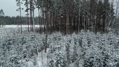 Frosty-forest-in-winter---Christmas-tree-farm-rising-aerial