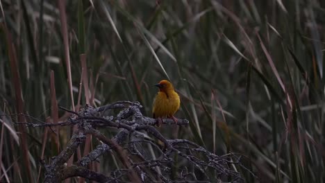 Small-yellow-bird-with-an-orange-head-on-a-branch-surrounded-by-reeds,-Cape-Weaver
