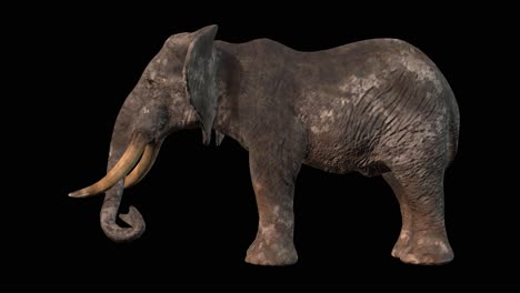 Ein-Essender-Elefant-Auf-Schwarzem-Hintergrund-Mit-Alphakanal-Am-Ende-Des-Videos,-3D-Animation,-Seitenansicht,-Animierte-Tiere,-Nahtlose-Schleifenanimation
