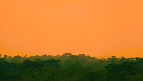 Amazing-orange-sunset-over-tropical-rainforest,-eagle-birds-soaring-high-in-the-sky