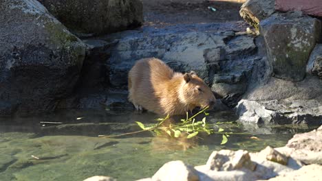 Cute-Capybara-eating-twigs-in-hot-spring-bath---handheld-shot